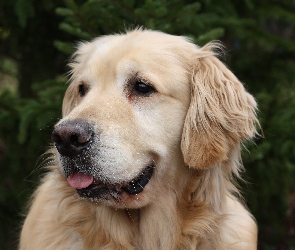 Golden, Retriever, Pies
