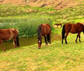 Jezioro, Trawa, Konie