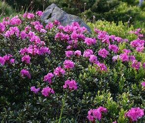 Kamień, Rododendron, Łąka