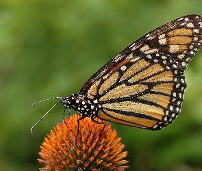 Monarch Danaid, Kwiatek, Motyl