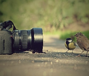 Aparat, Ptaki, Fotograficzny