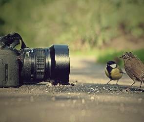 Fotograficzny, Ptaki, Aparat
