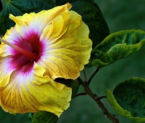 Żółty, Hibiskus