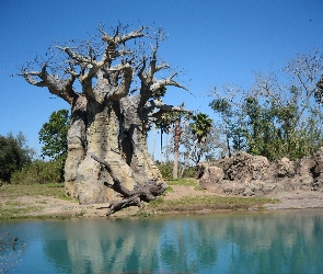 Drzewa, Niebo, Rzeka, Skałki, Baobab