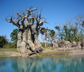 Baobab, Niebo, Skałki, Rzeka, Drzewa