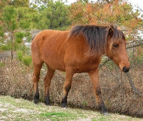 Konik, Drzewa