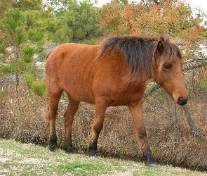 Drzewa, Konik