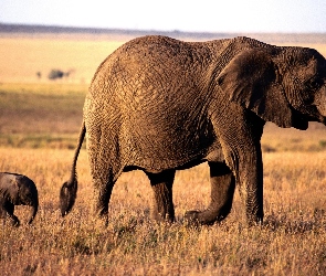 słoniątko, ogon, kły, trąba, słonie