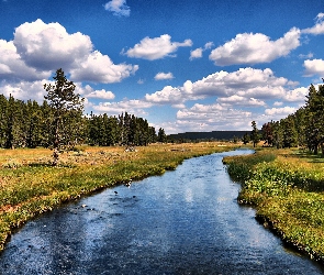 Rzeka, Chmurki, Łąka, Białe, Las