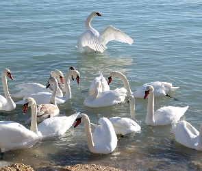 Łabędzie, Jezioro