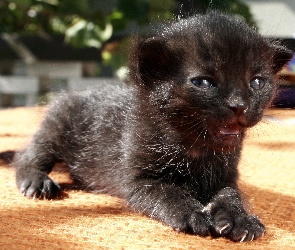 Czarna, Pantera, Malutka