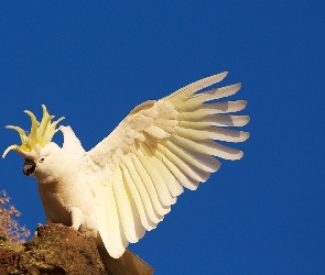 Papuga, Kakadu