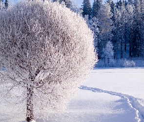 Szadź, Śnieg, Ścieżka, Las, Drzewo