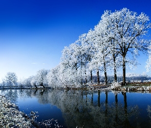 Jezioro, Drzewa, Zima