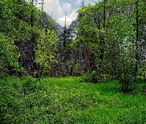 Las, Roślinność, Polana