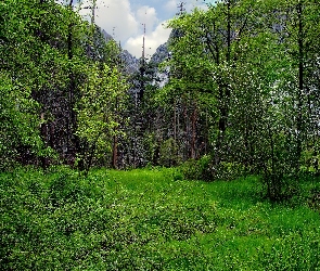 Polana, Roślinność, Las