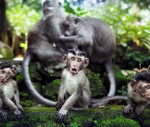 Zdziwienie, Małpki