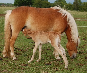 Zagroda, Źrebak, Mały, Koń