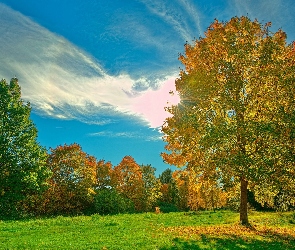 Jesień, Drzewa, Łąka, Kolorowe