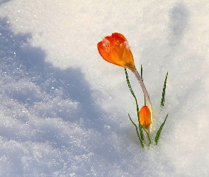 Krokus, Wiosna, Pomarańczowy