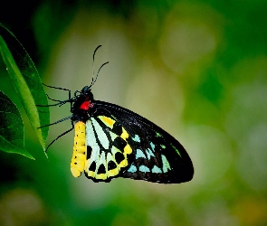 Motyl, Żółty, Czarno