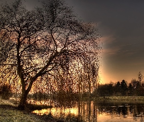 Wieczór, Rzeka, Drzewo