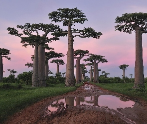 Kałuże, Droga, Drzewa, Baobab