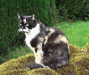Trawa, Drzewa, Kotek