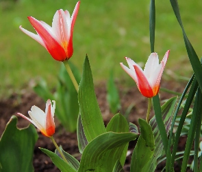 Tulipany, Czerwone, Biało