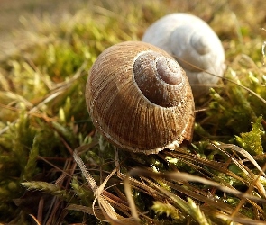 Ślimaków, Mech, Muszle