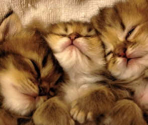 Trzy, Kotki, Śpiące, Małe