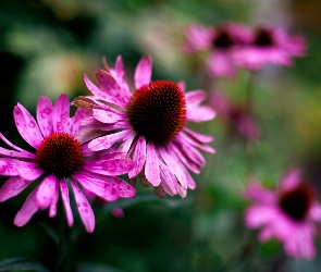 Echinacea, Kwiat