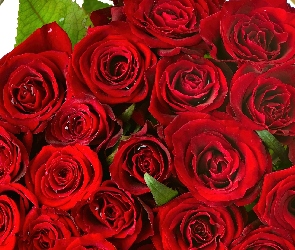 Czerwonych, Rosy, Krople, Róż, Kosz