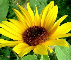 Słonecznik Ozdobny, Kwiat