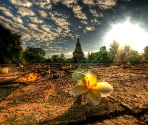 Tajlandia, Kwiat, Chiang Mai Province