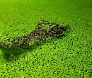 Krokodyl, Roślinki, Zielone, Staw