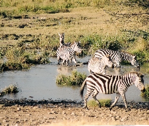Zebra, woda