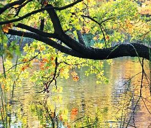 Dąb, Jezioro, Woda, Liście, Odbicie, Kolorowe