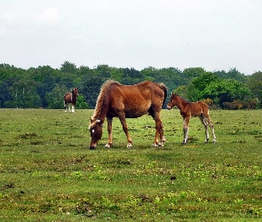 Łąka, Konie