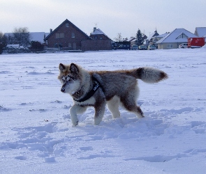 Śnieg, Husky