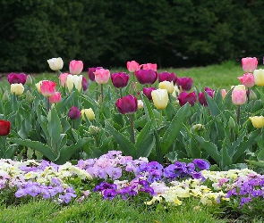 Bratki, Tulipany, Ogród
