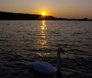 Jezioro, Słońca, Zachód, Łabędź