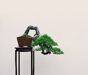 Drzewko, Bonsai, Stolik