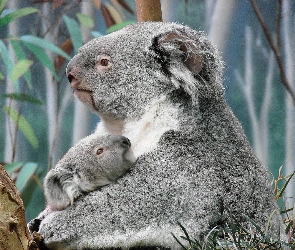 Misie, Koala