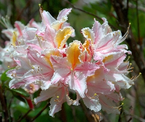 Różanecznik, Occidentale, Rhododendron, Zachodni