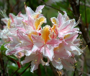 Occidentale, Rhododendron, Różanecznik, Zachodni