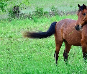 Koń, Łąka