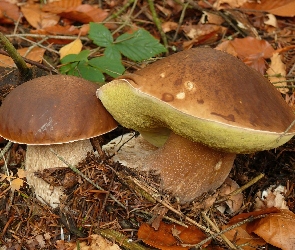 Prawdziwki, Liście, Grzyby