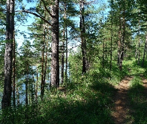 Leśna, Droga