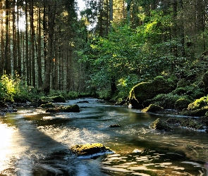 Rzeka, Przebijające Światło, Las, Kamienie